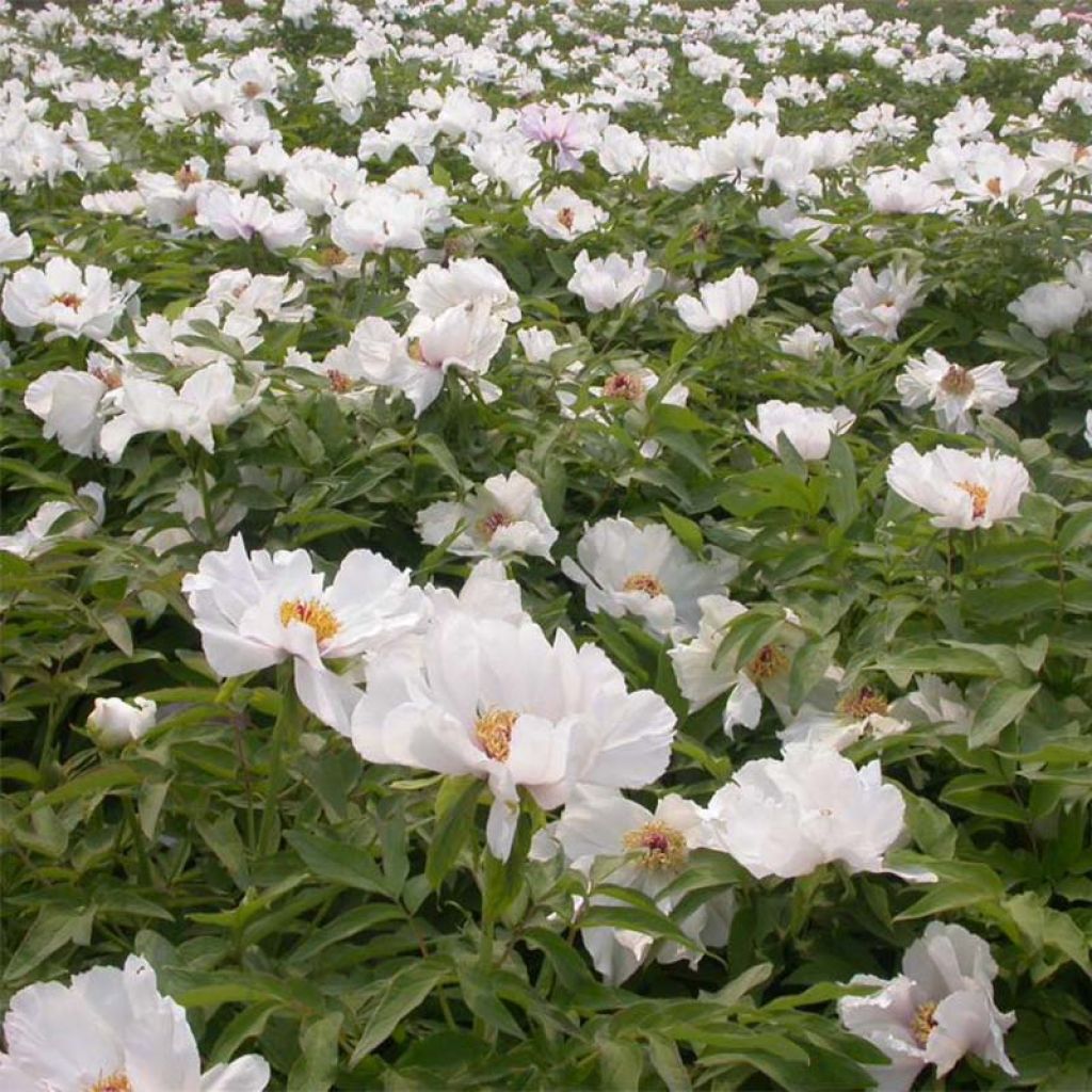 Paeonia ostii Feng Dan Bai - Tree Peony