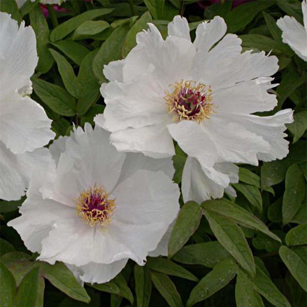 Paeonia ostii Feng Dan Bai - Tree Peony