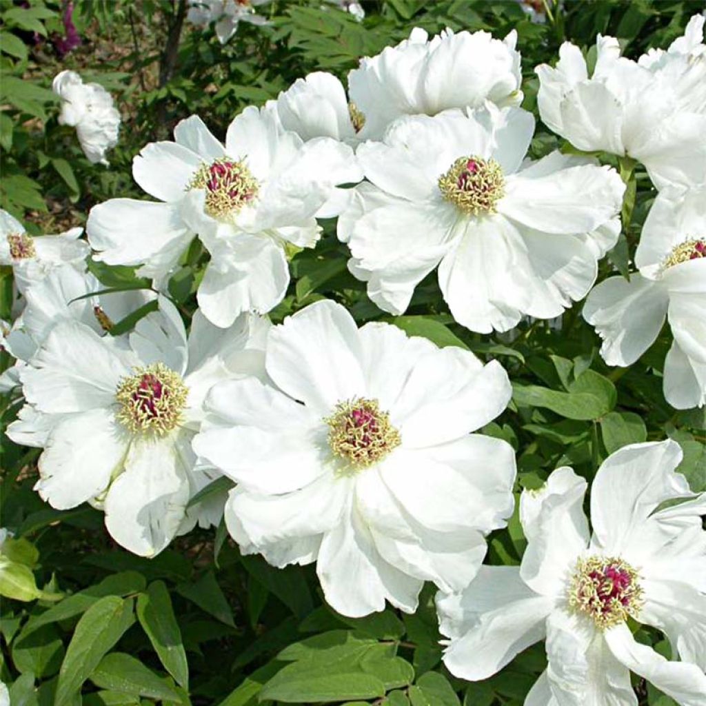 Paeonia ostii Feng Dan Bai - Tree Peony
