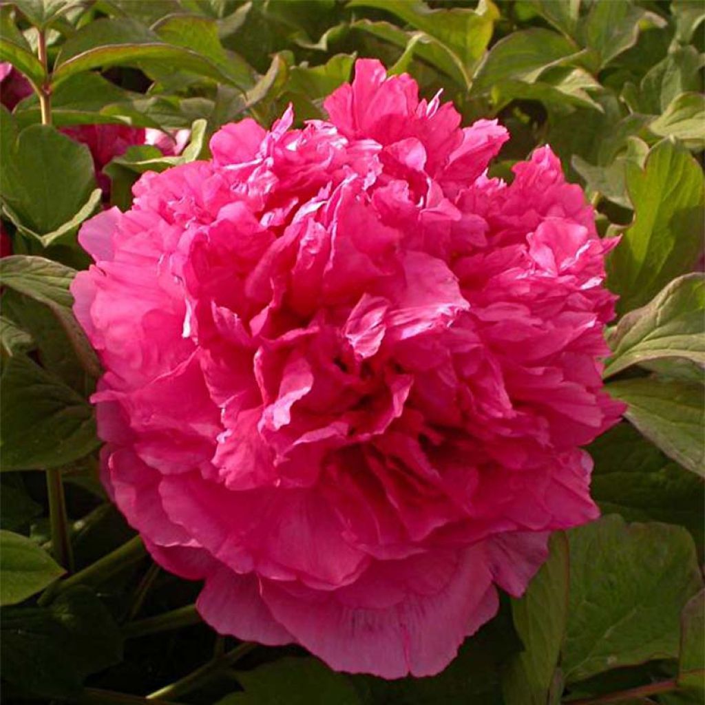 Paeonia suffruticosa Juan Ye Hong - Tree Peony