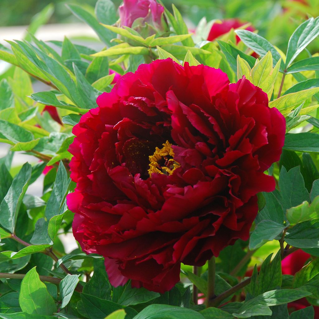 Paeonia x suffruticosa The Best Inkstone - Tree peony