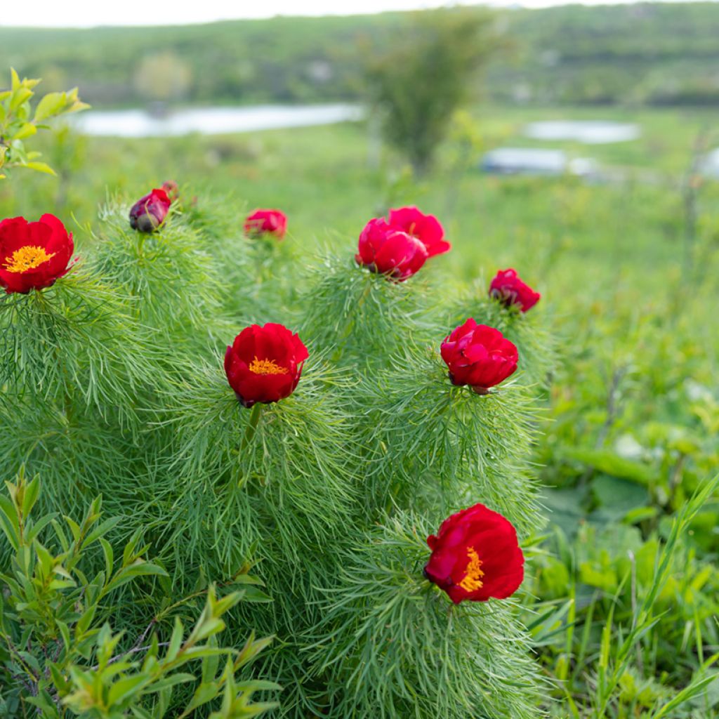 Paeonia tenuifolia