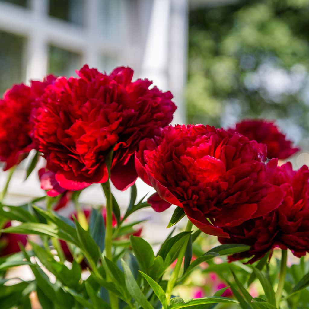Pivoine lactiflora Command Performance