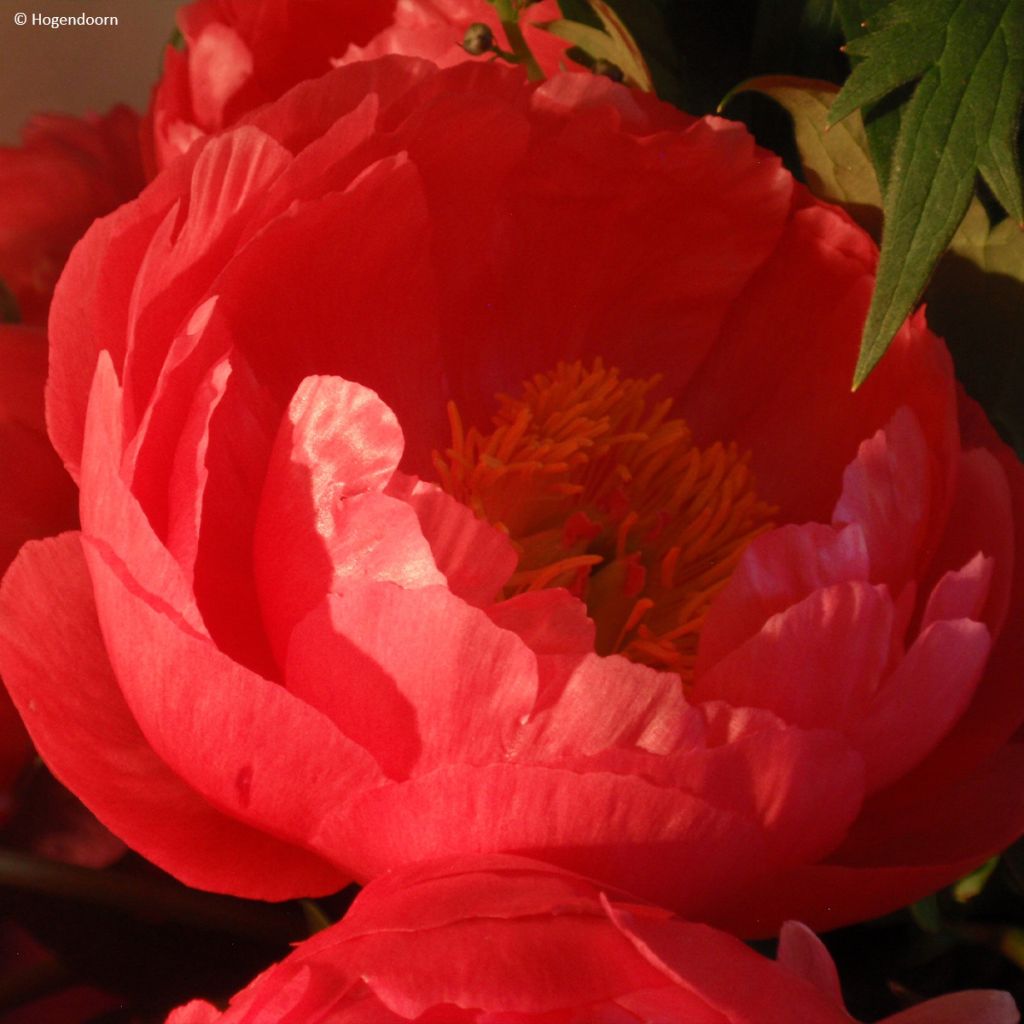 Paeonia lactiflora Cytherea