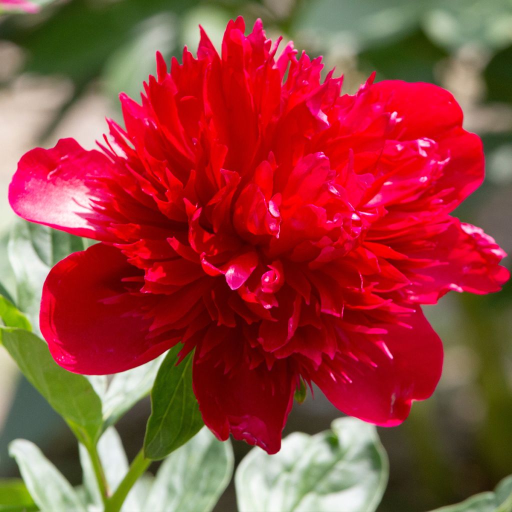 Paeonia lactiflora Diana Parks