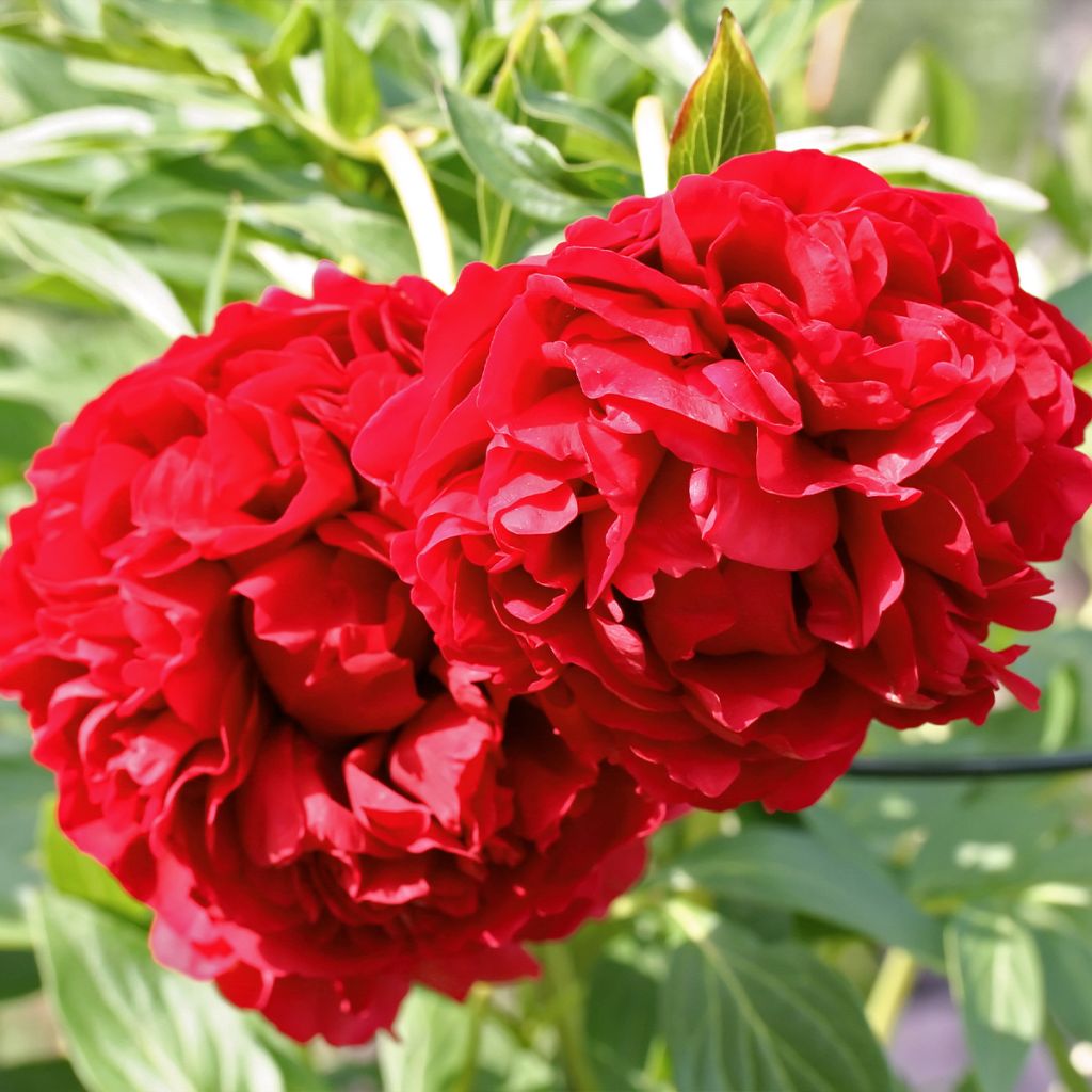 Paeonia lactiflora Diana Parks