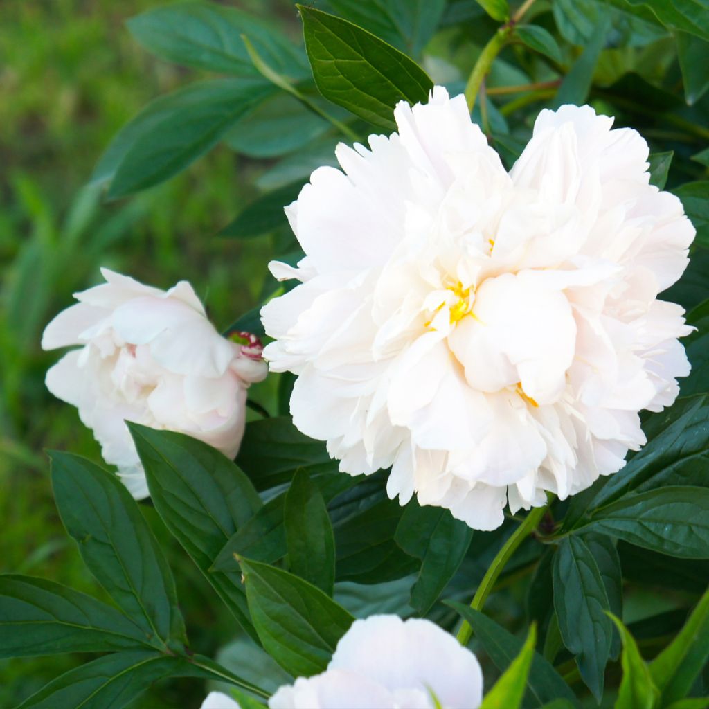 Paeonia lactiflora Gardenia