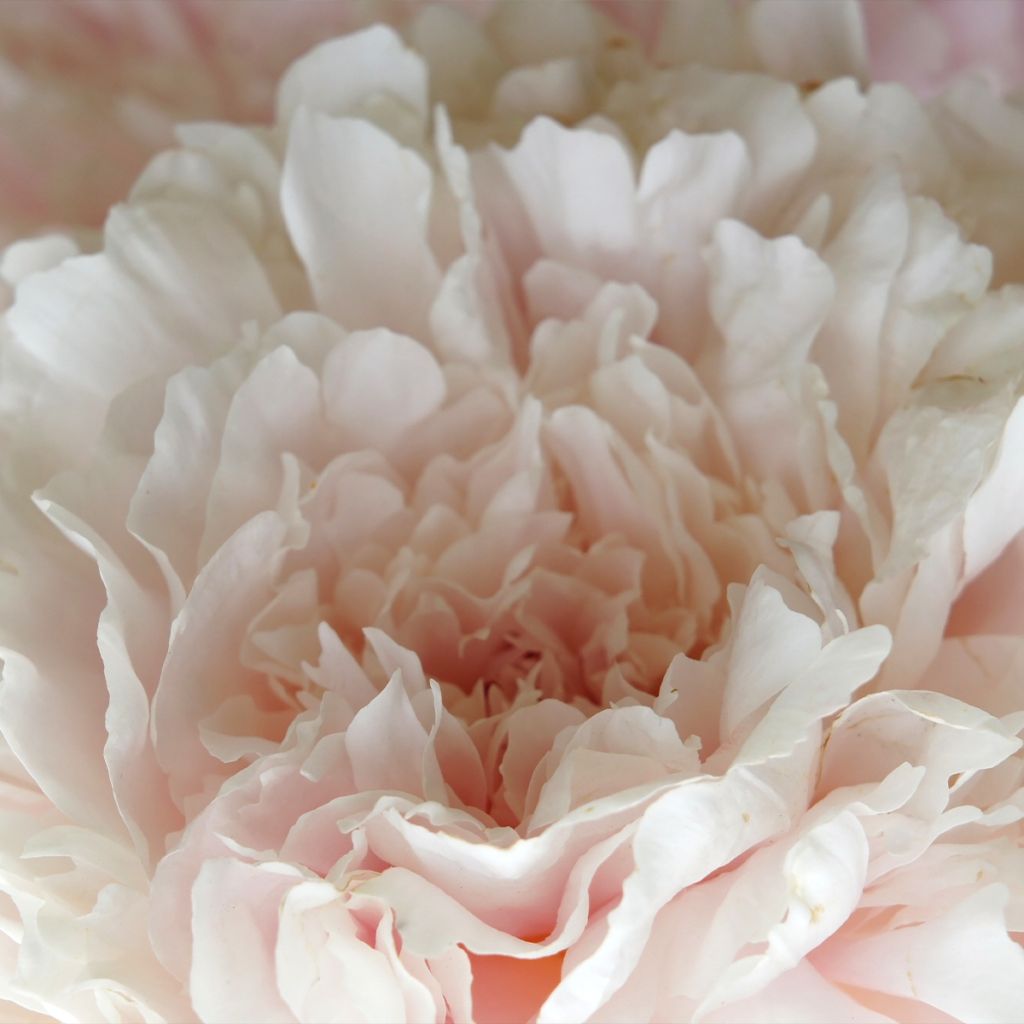 Paeonia lactiflora Gardenia