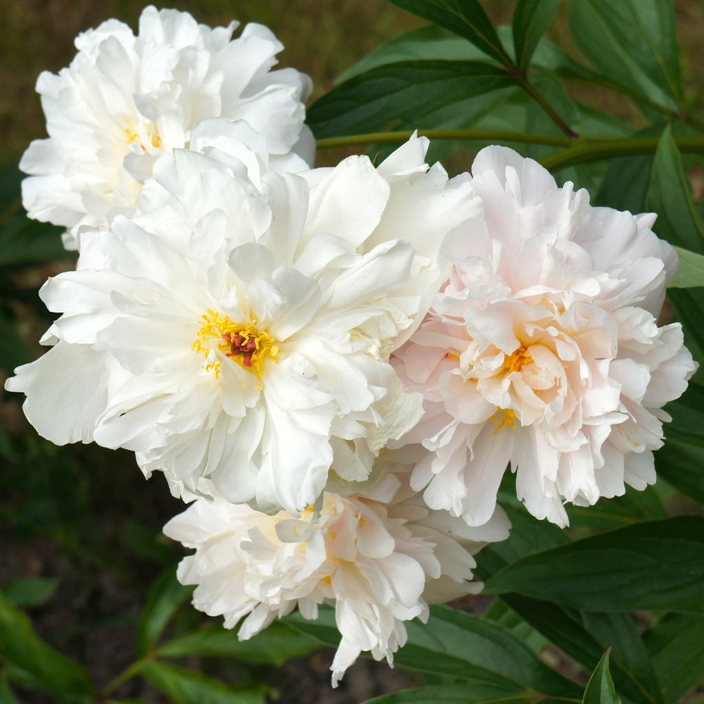 Paeonia lactiflora Gardenia