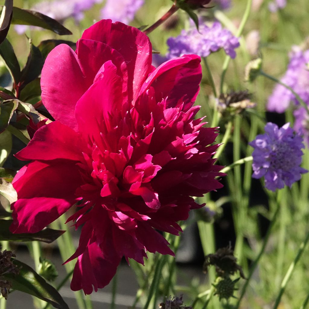 Paeonia lactiflora Inspecteur Lavergne
