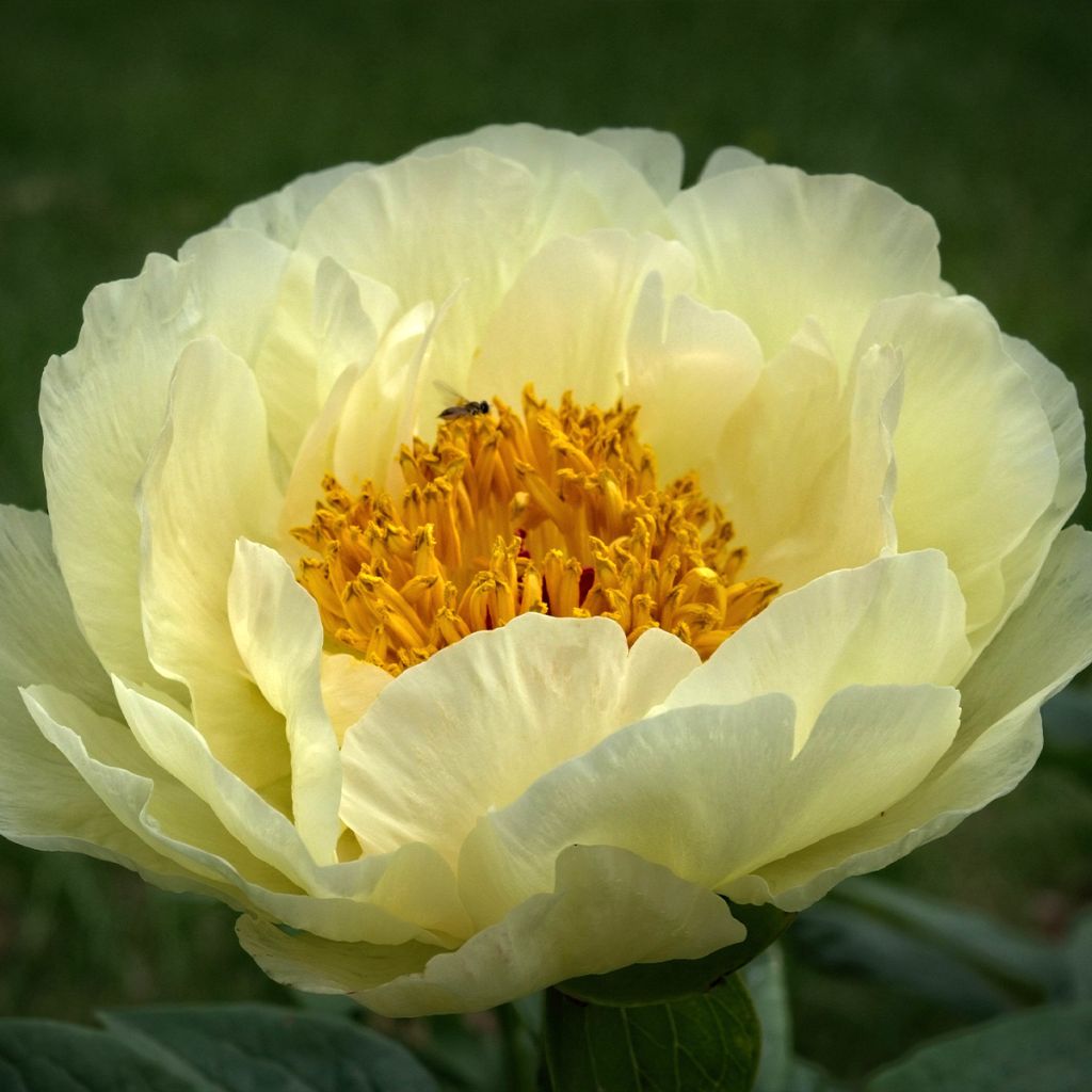 Paeonia lactiflora Lemon Chiffon