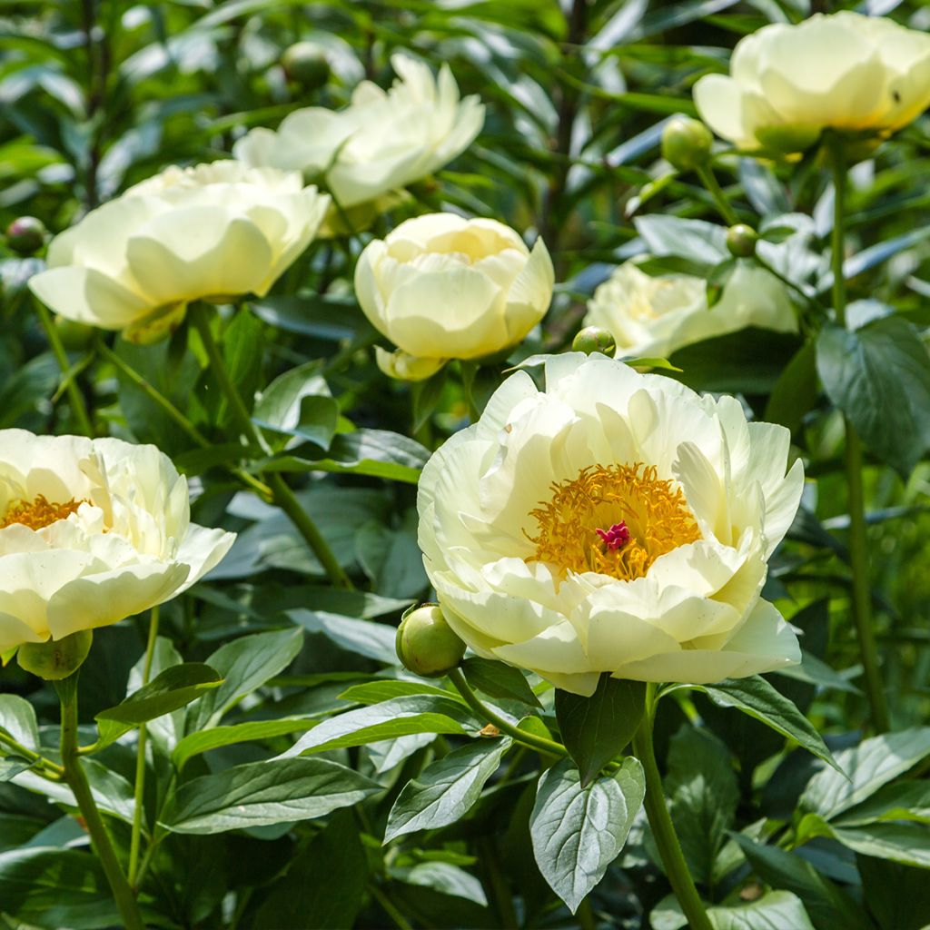 Paeonia lactiflora Lemon Chiffon
