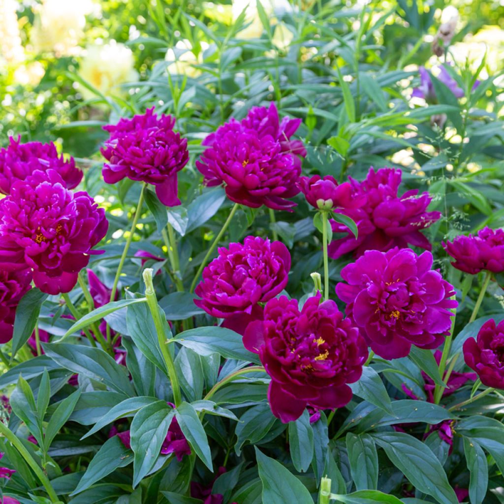 Paeonia lactiflora Peter Brand