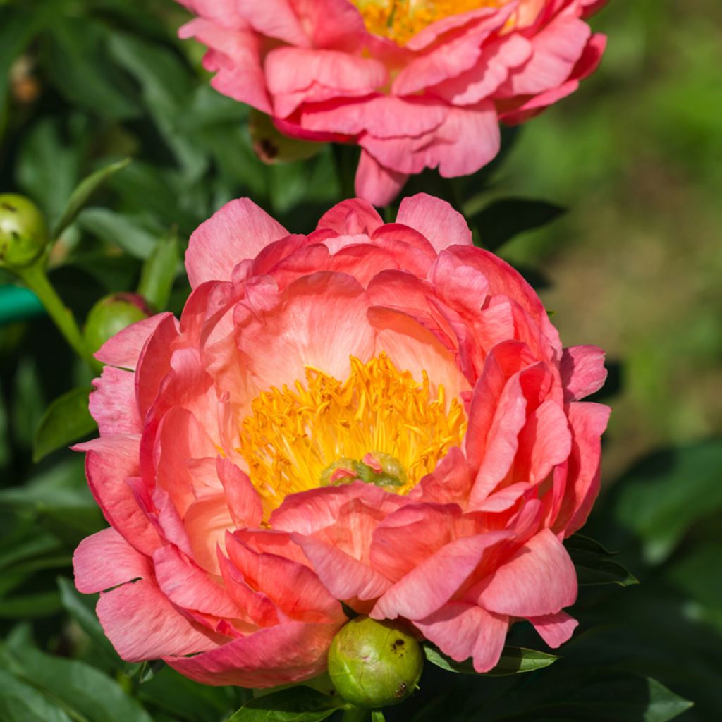 Paeonia lactiflora Pink Hawaiian Coral
