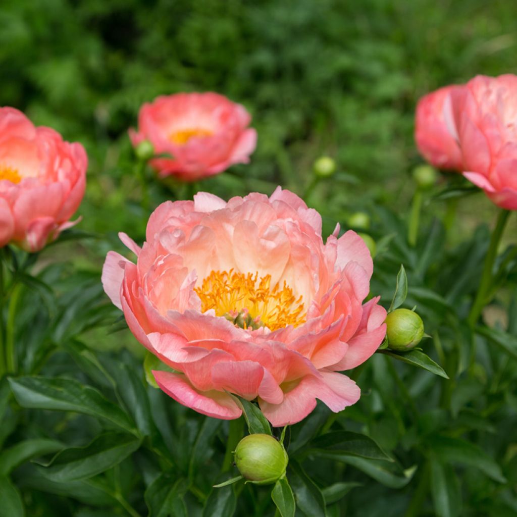 Paeonia lactiflora Pink Hawaiian Coral