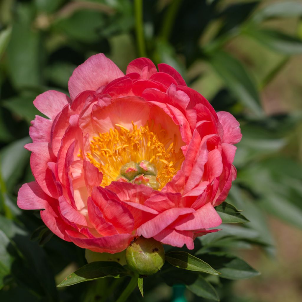 Paeonia lactiflora Pink Hawaiian Coral