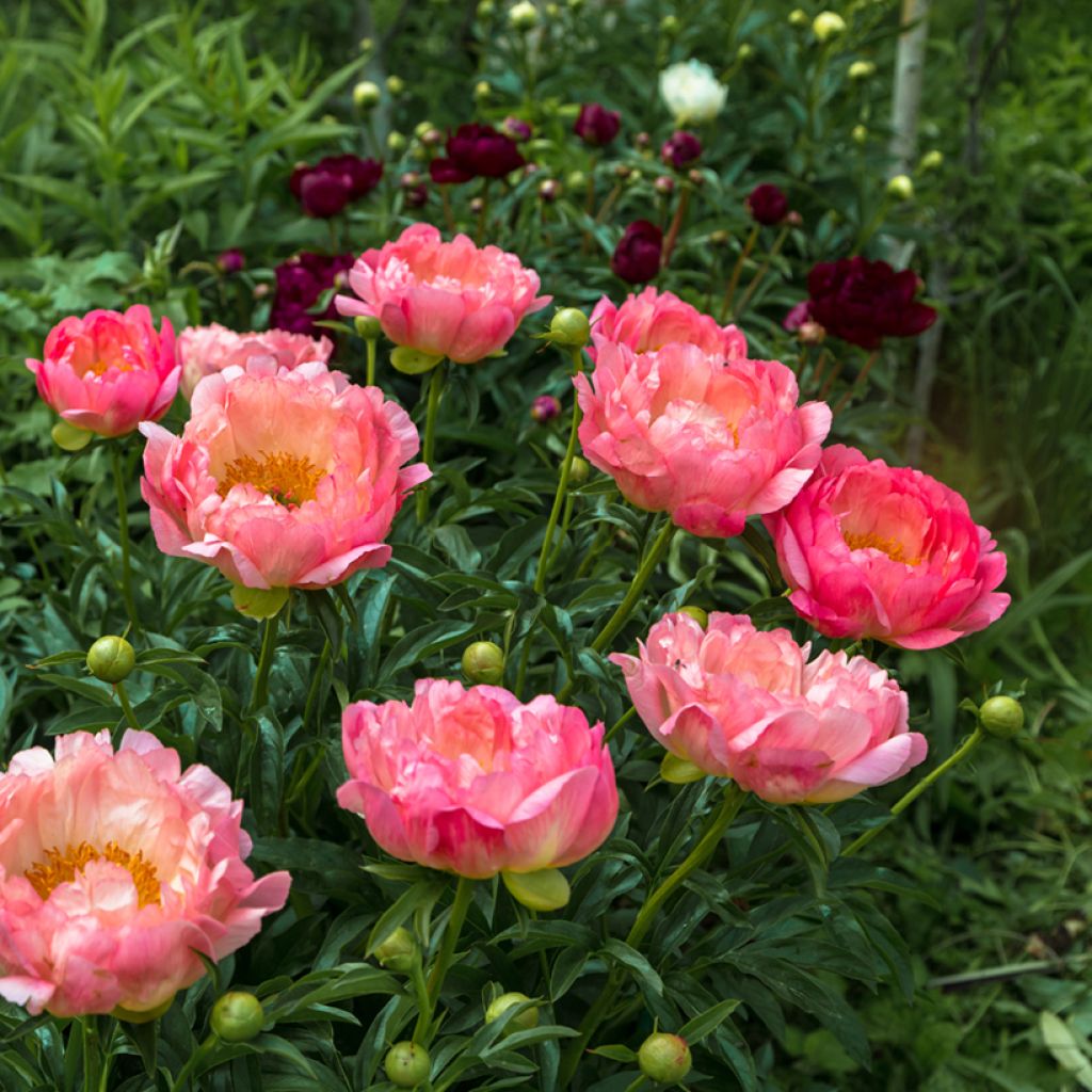 Paeonia lactiflora Pink Hawaiian Coral
