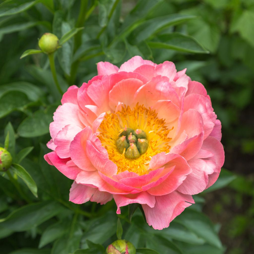 Paeonia lactiflora Pink Hawaiian Coral