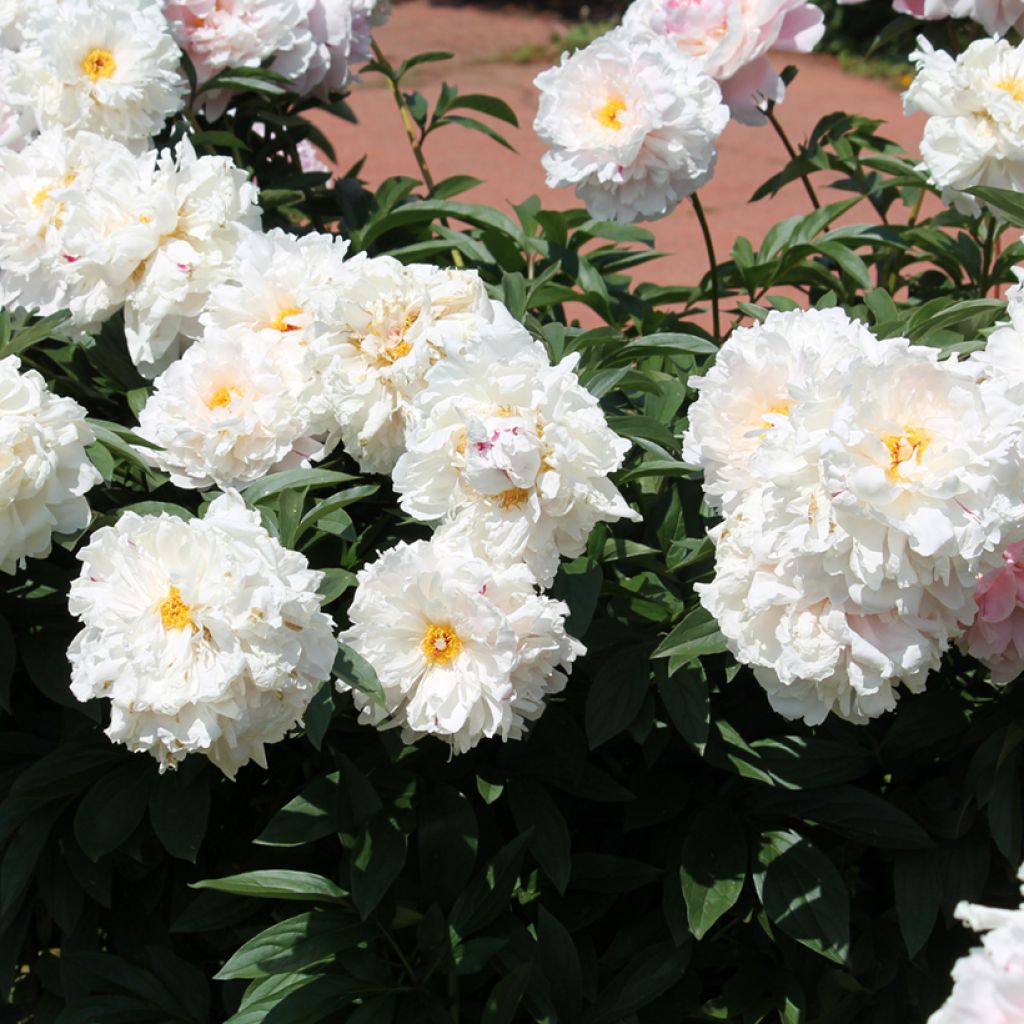 Paeonia lactiflora Reine Hortense (= President Taft)