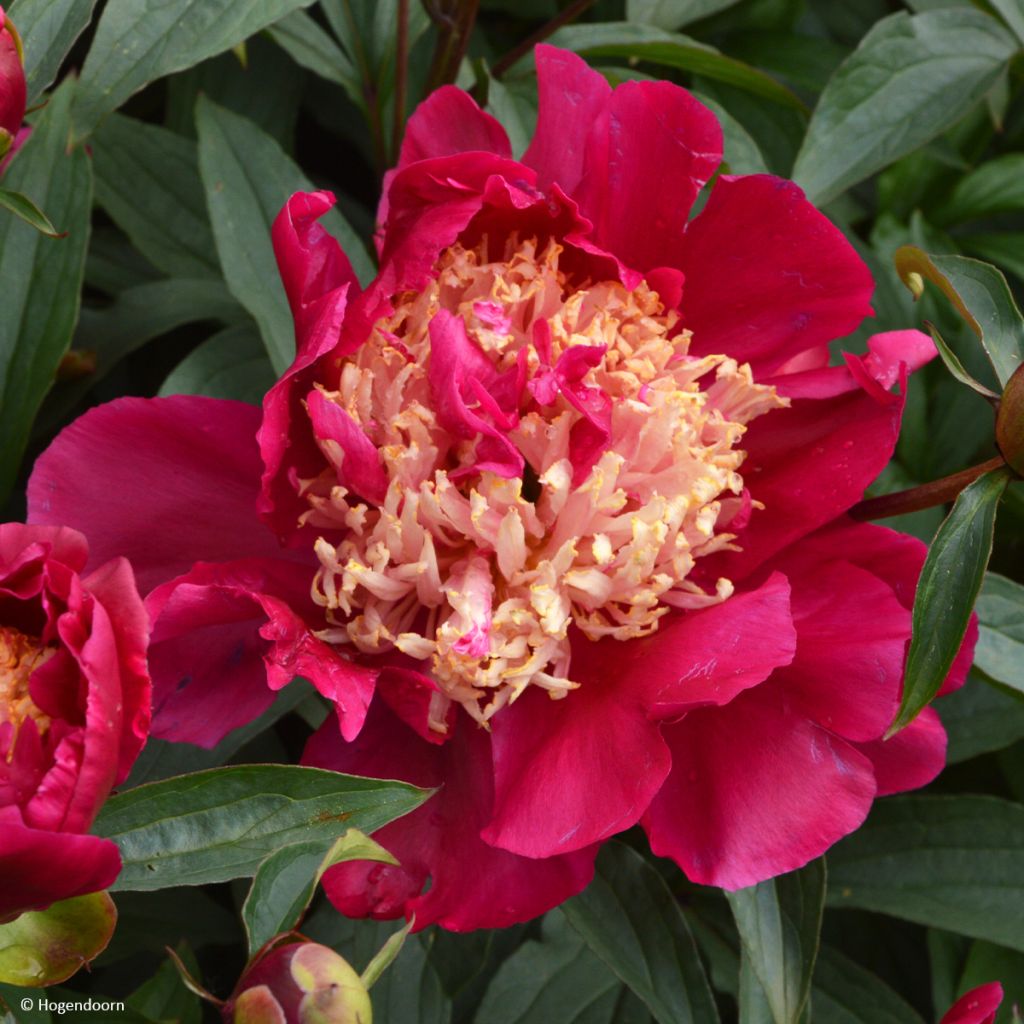 Paeonia lactiflora Tom Cat