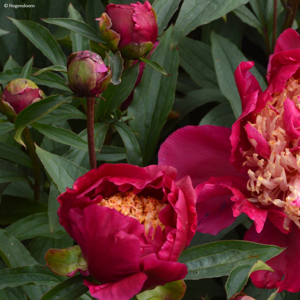 Paeonia lactiflora Tom Cat