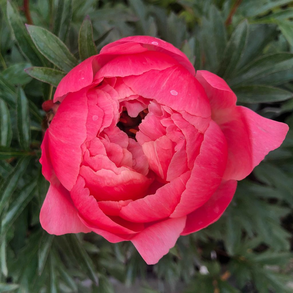 Paeonia lactiflora Coral Charm