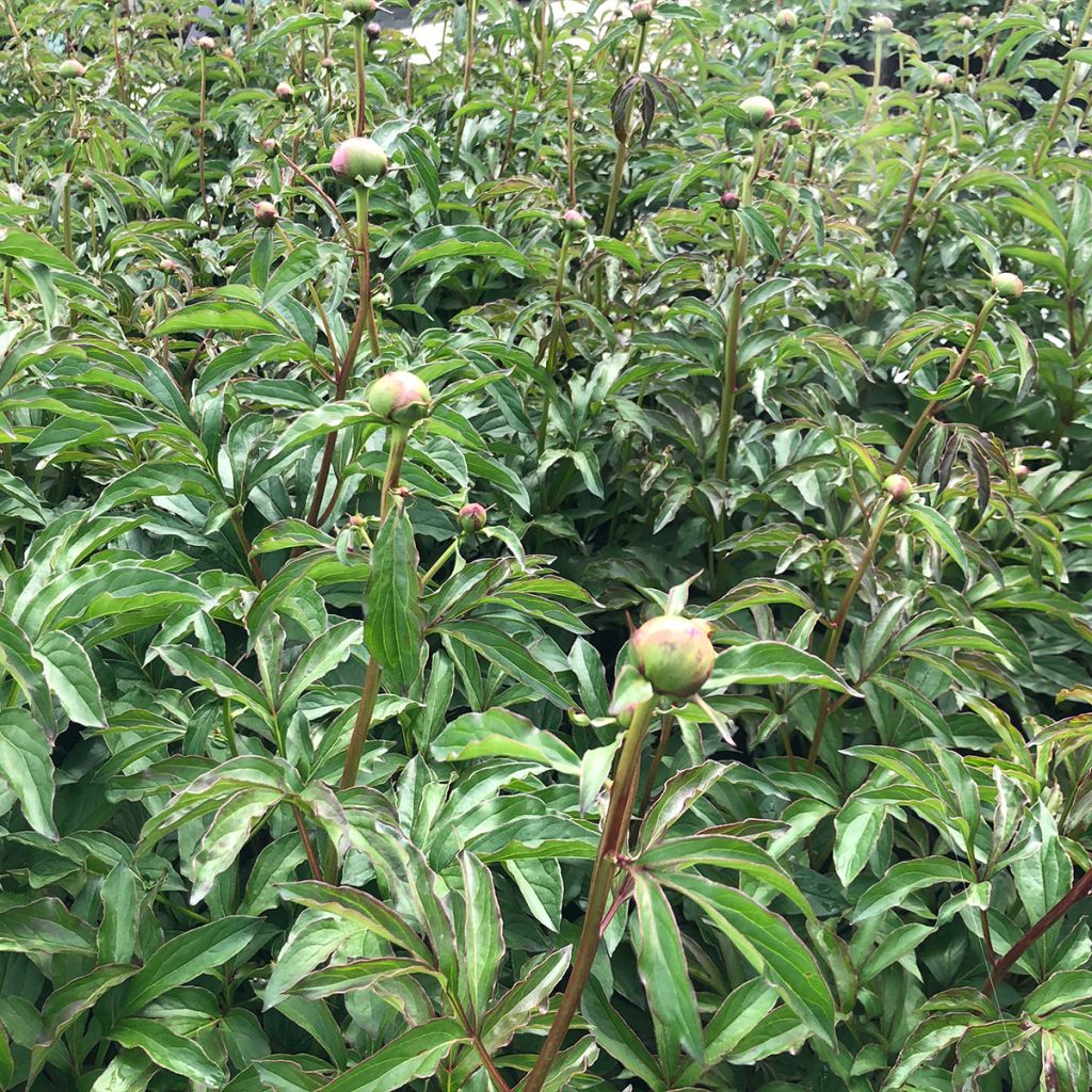 Paeonia lactiflora Coral Charm