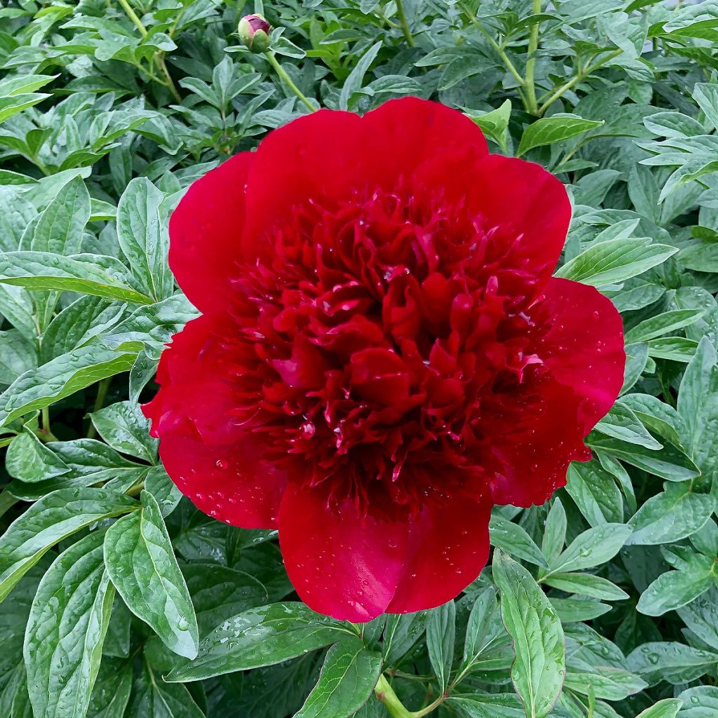 Paeonia lactiflora Red Charm