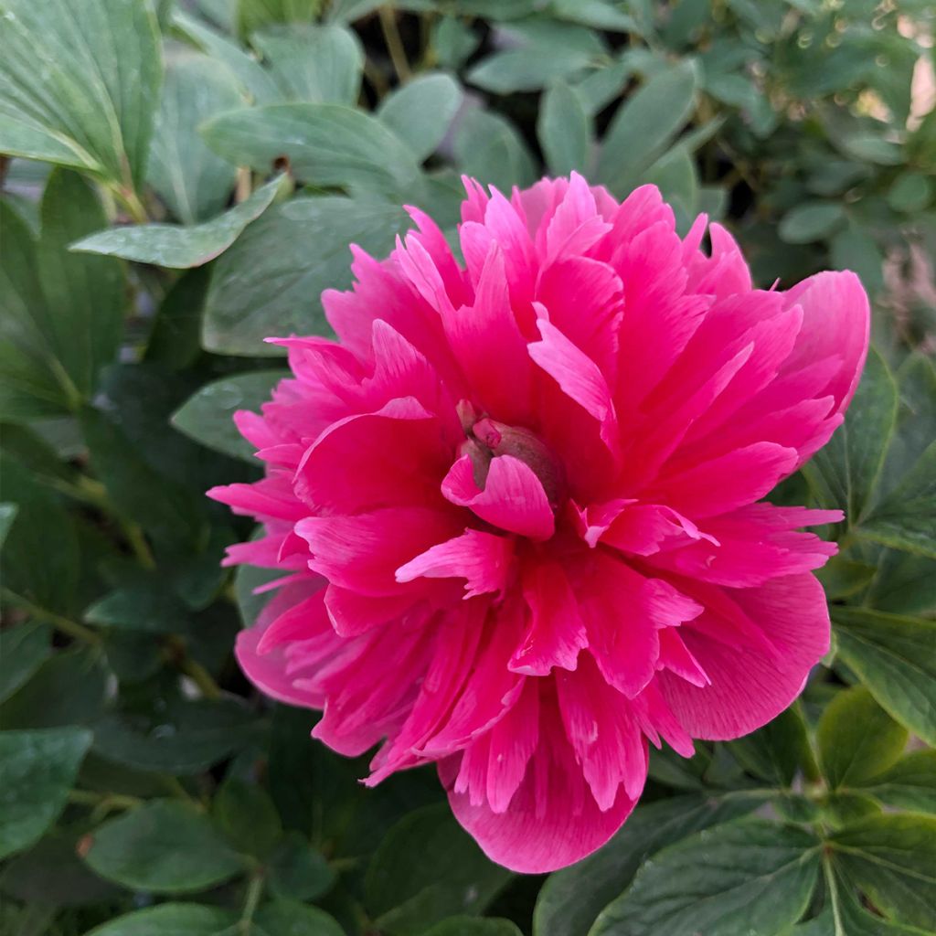 Paeonia officinalis Rosea Plena