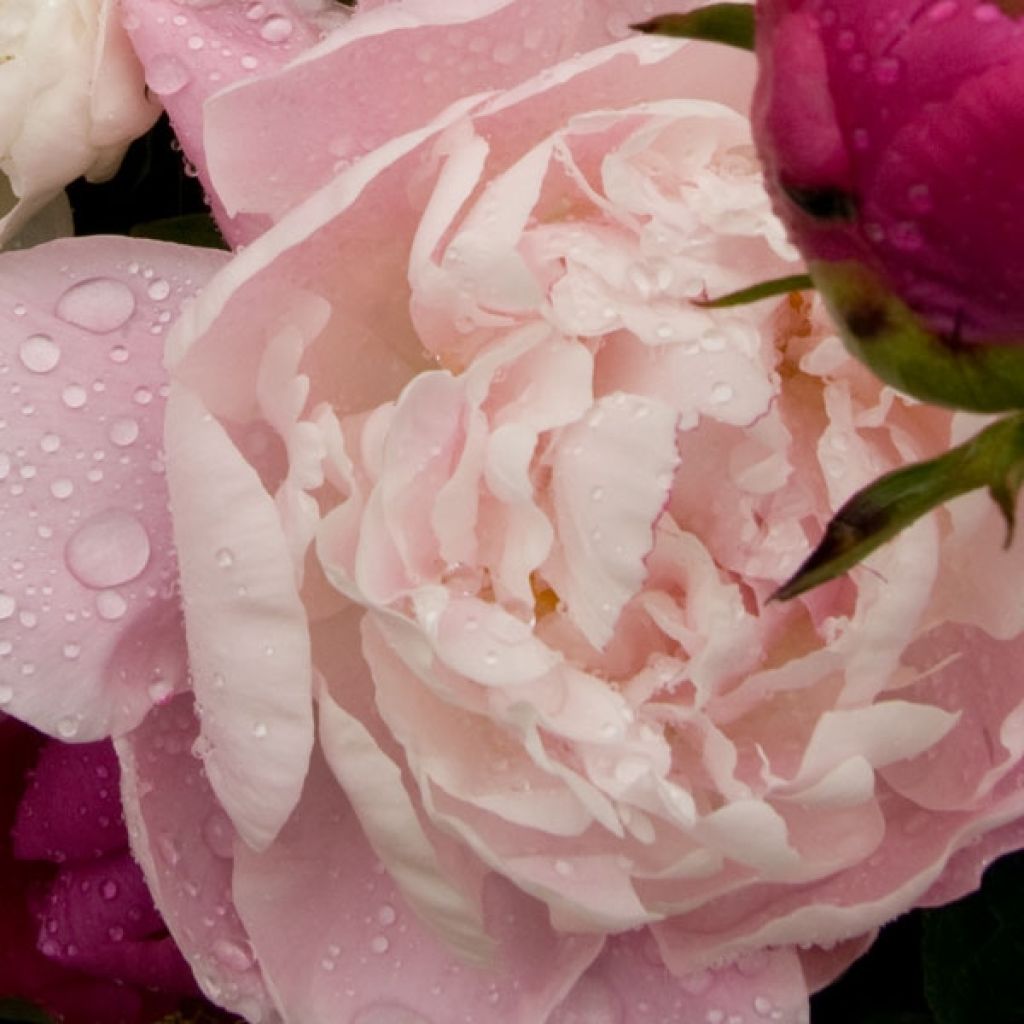 Paeonia lactiflora Koningin Wilhelmina