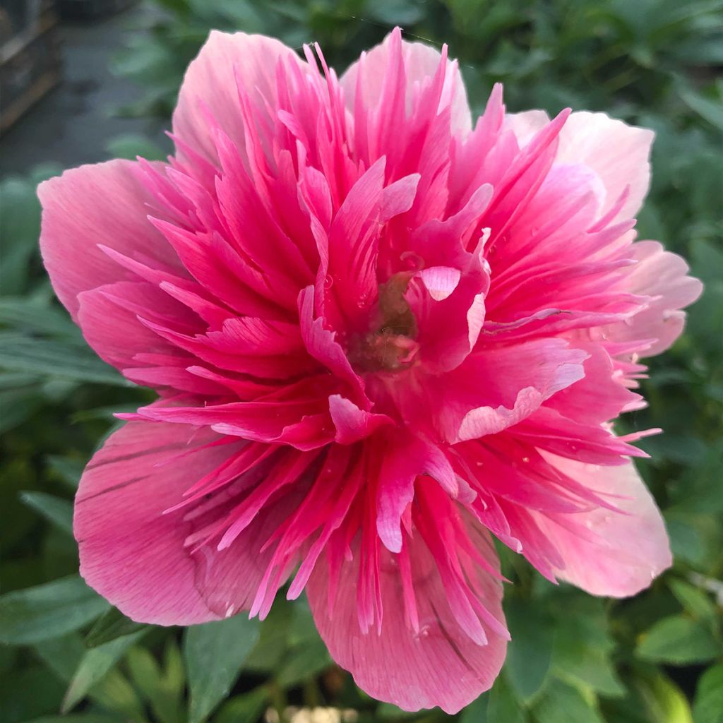 Paeonia officinalis Rosea Plena