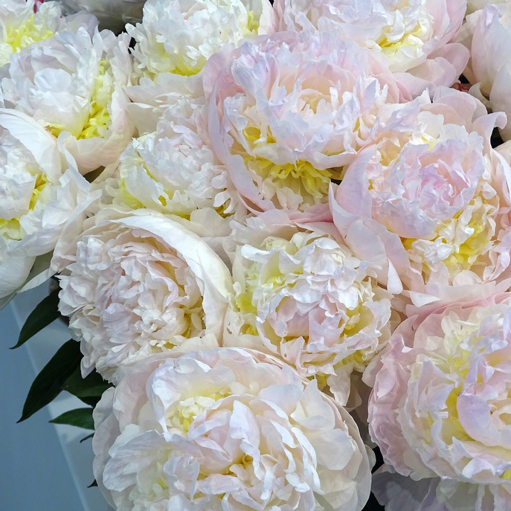 Paeonia lactiflora Blush Queen - Chinese peony