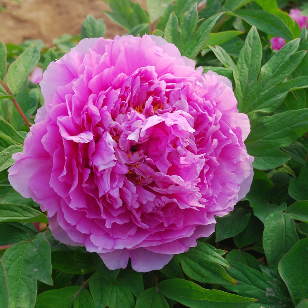 Paeonia x suffruticosa Ling Hua Zhan Lu - Tree peony