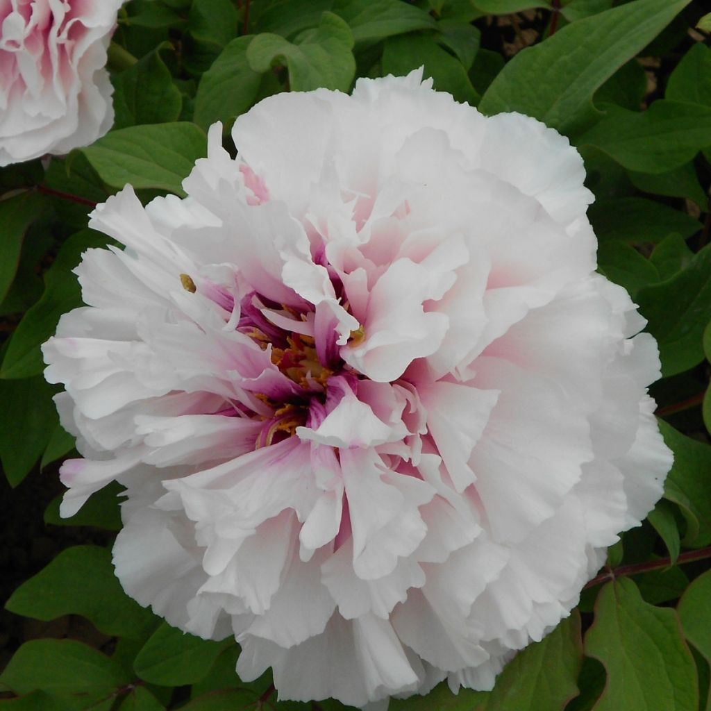 Paeonia x suffruticosa Xue Ying Tao Hua - Tree peony