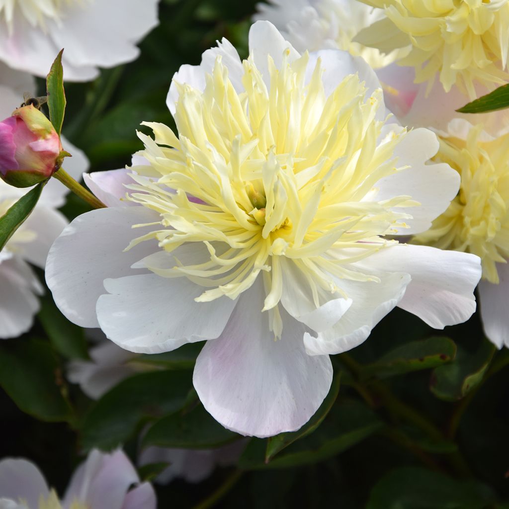Paeonia lactiflora Butter Bowl