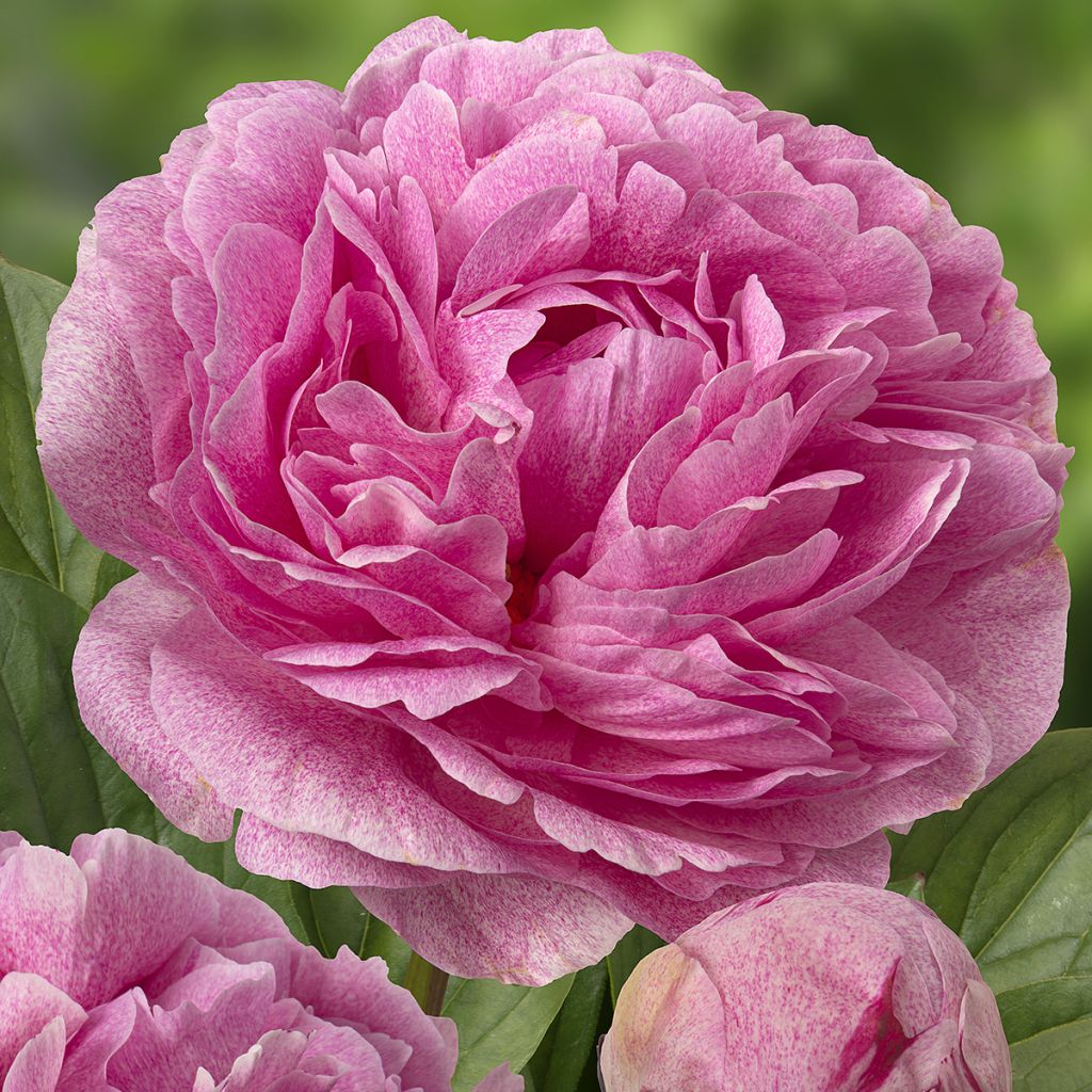 Paeonia lactiflora The Fawn