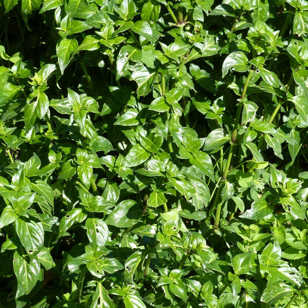 Mushroom Plant - Rungia klossii