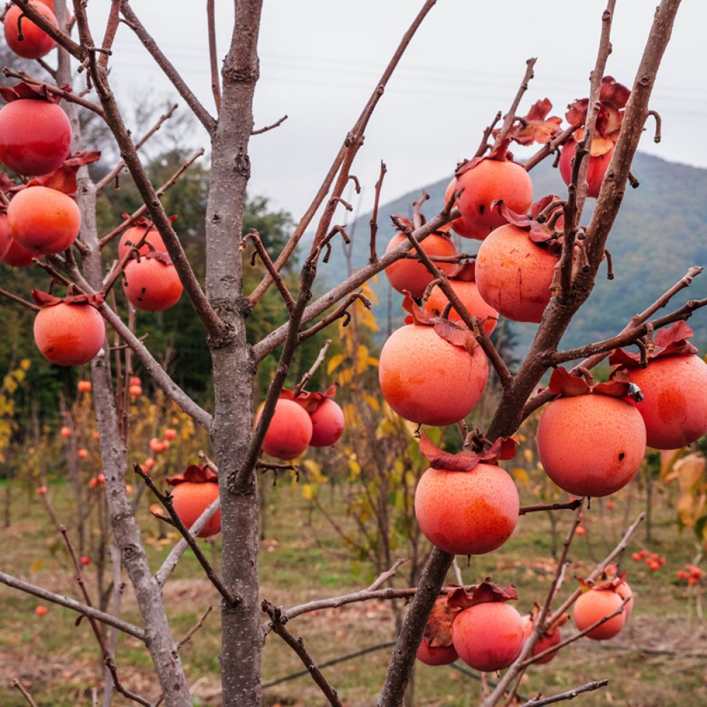 Diospyros kaki Nikita’s Gift - Persimmon