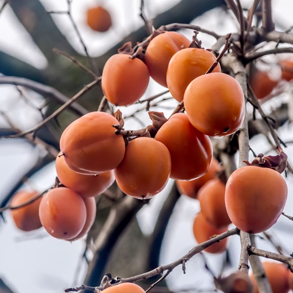 Diospyros kaki Korea - Persimmon