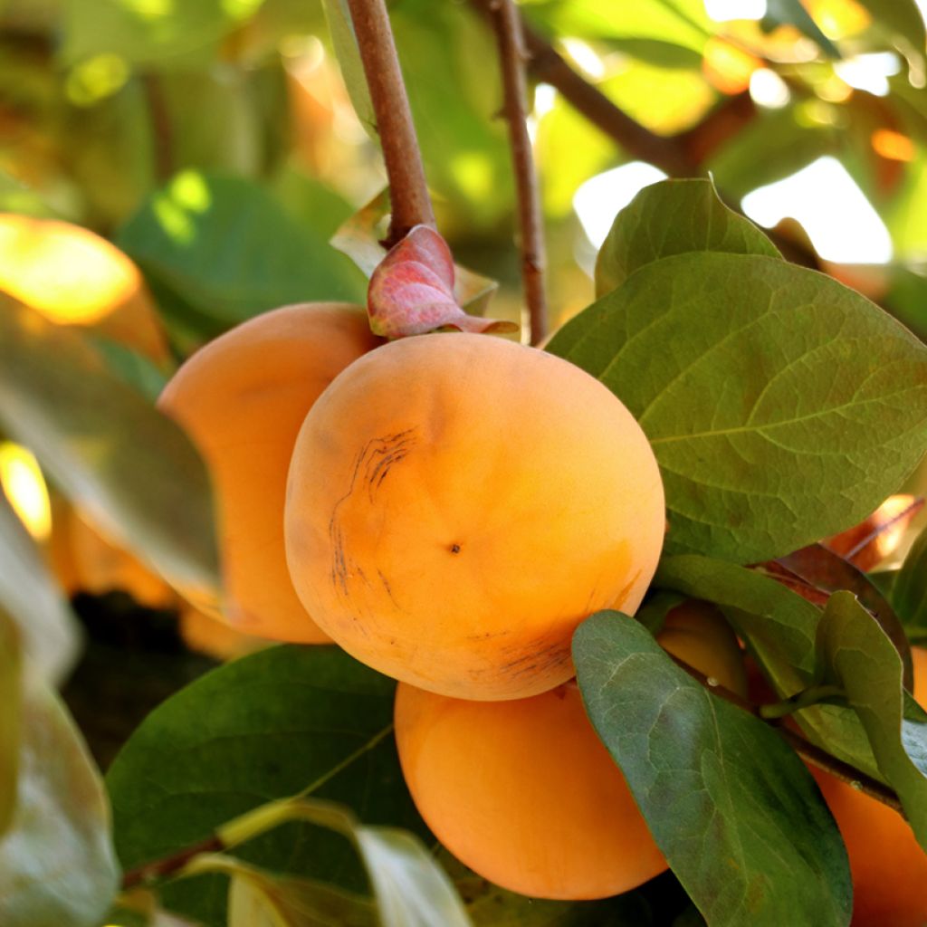 Diospyros kaki Ragno - Persimmon