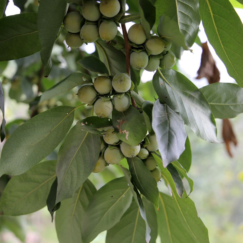 Diospyros lotus - Date-plum