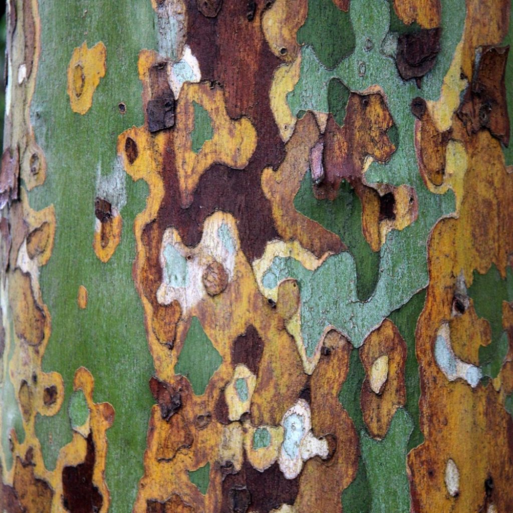 Platanus x hispanica Alphens Globe