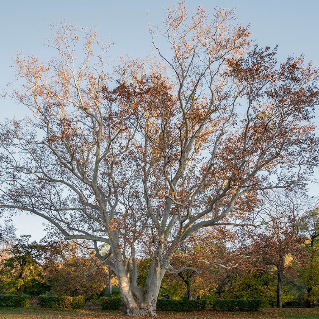 Platanus x hispanica