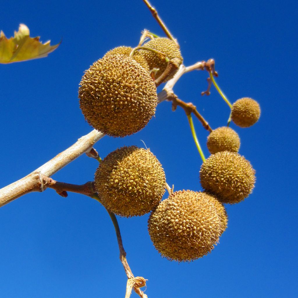 Platanus x hispanica