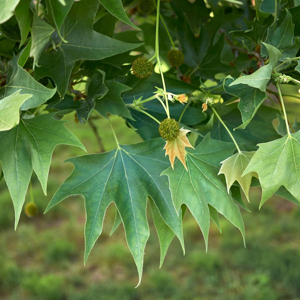 Platanus orientalis - Oriental plane