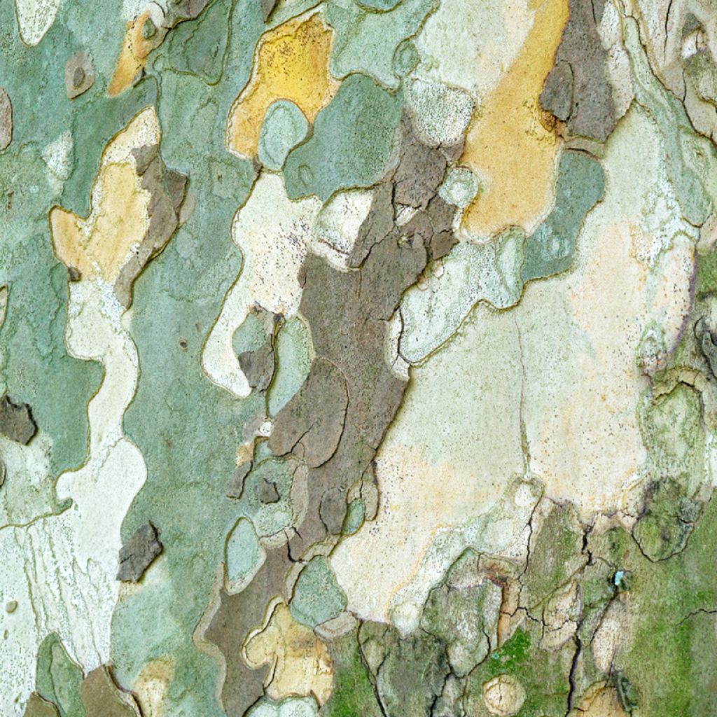 Platanus orientalis - Oriental plane