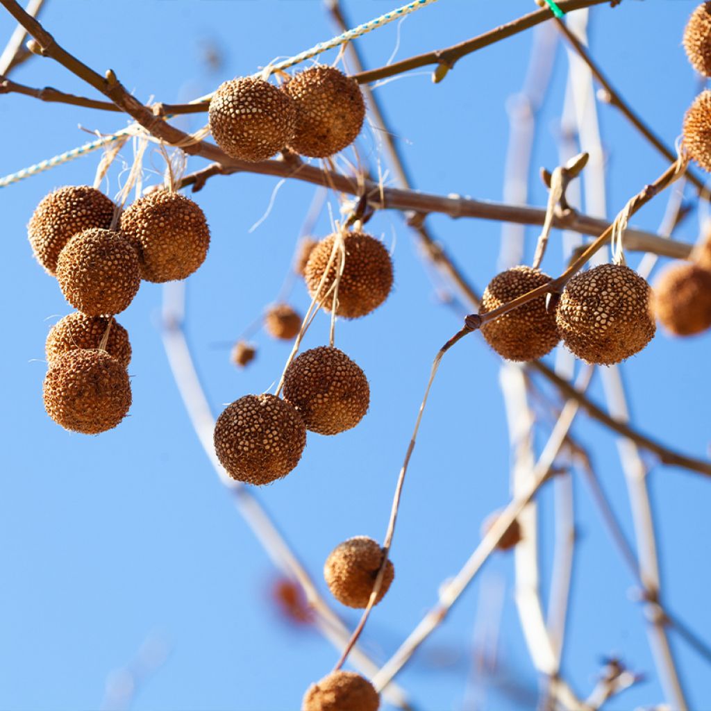 Platanus orientalis - Oriental plane
