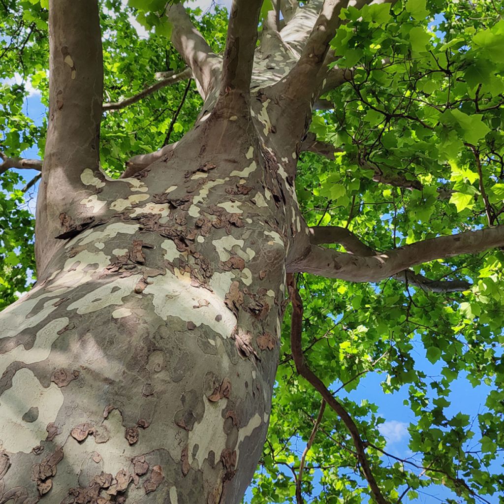 Platanus orientalis - Oriental plane
