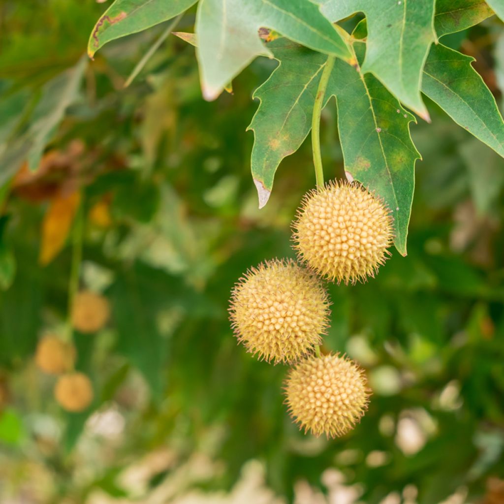 Platanus orientalis - Oriental plane