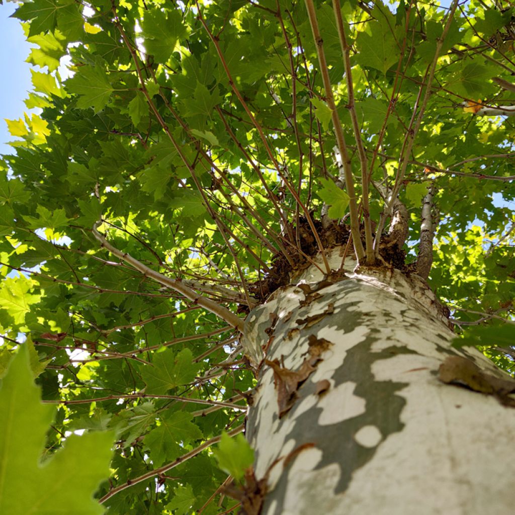 Platanus x hispanica Malburg - Platane